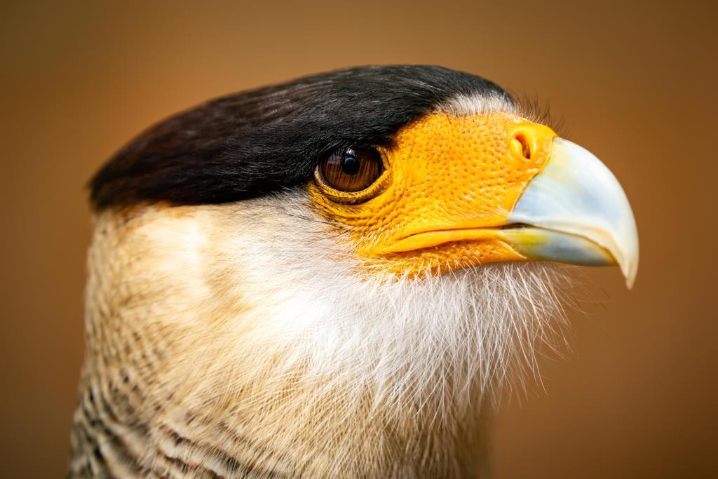 CARACARA