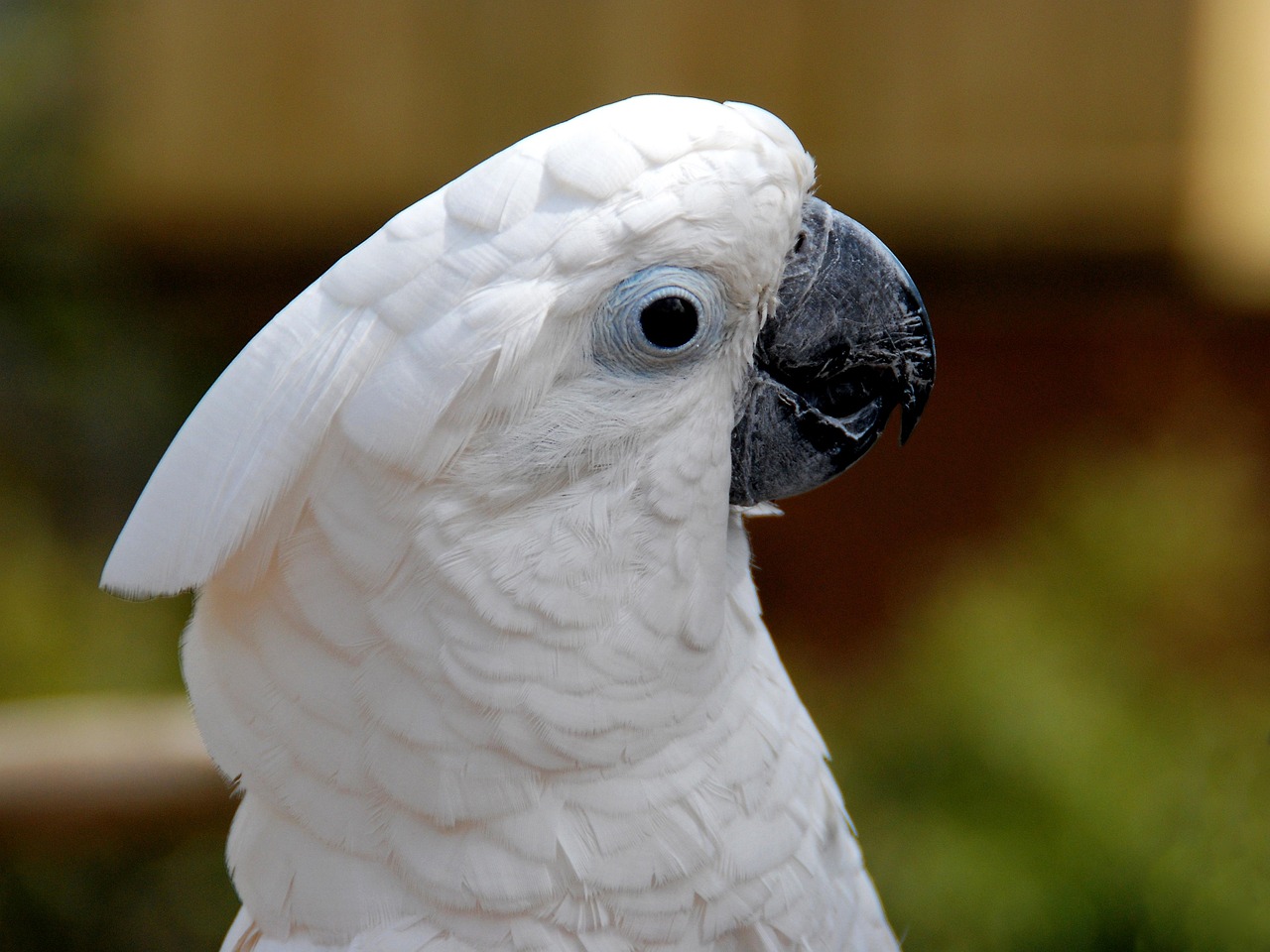COCKATOO