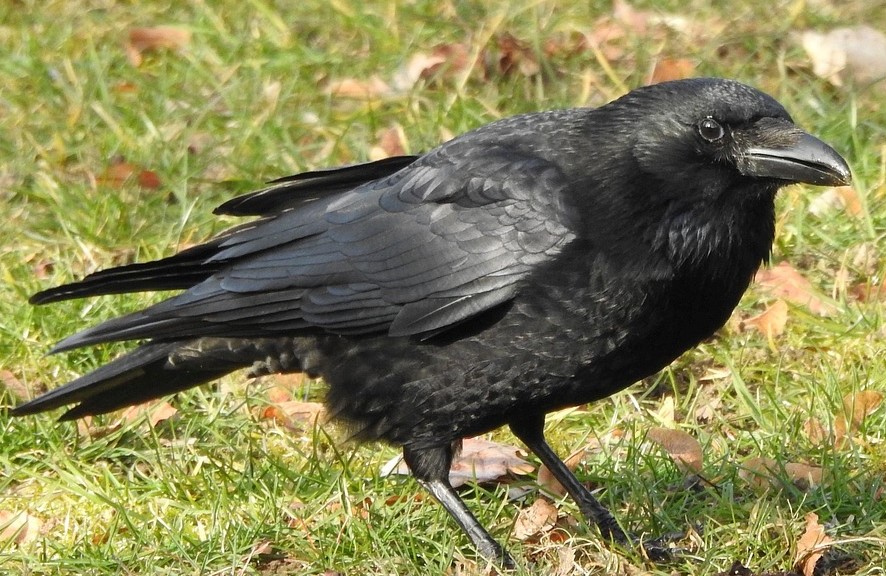 CORVID