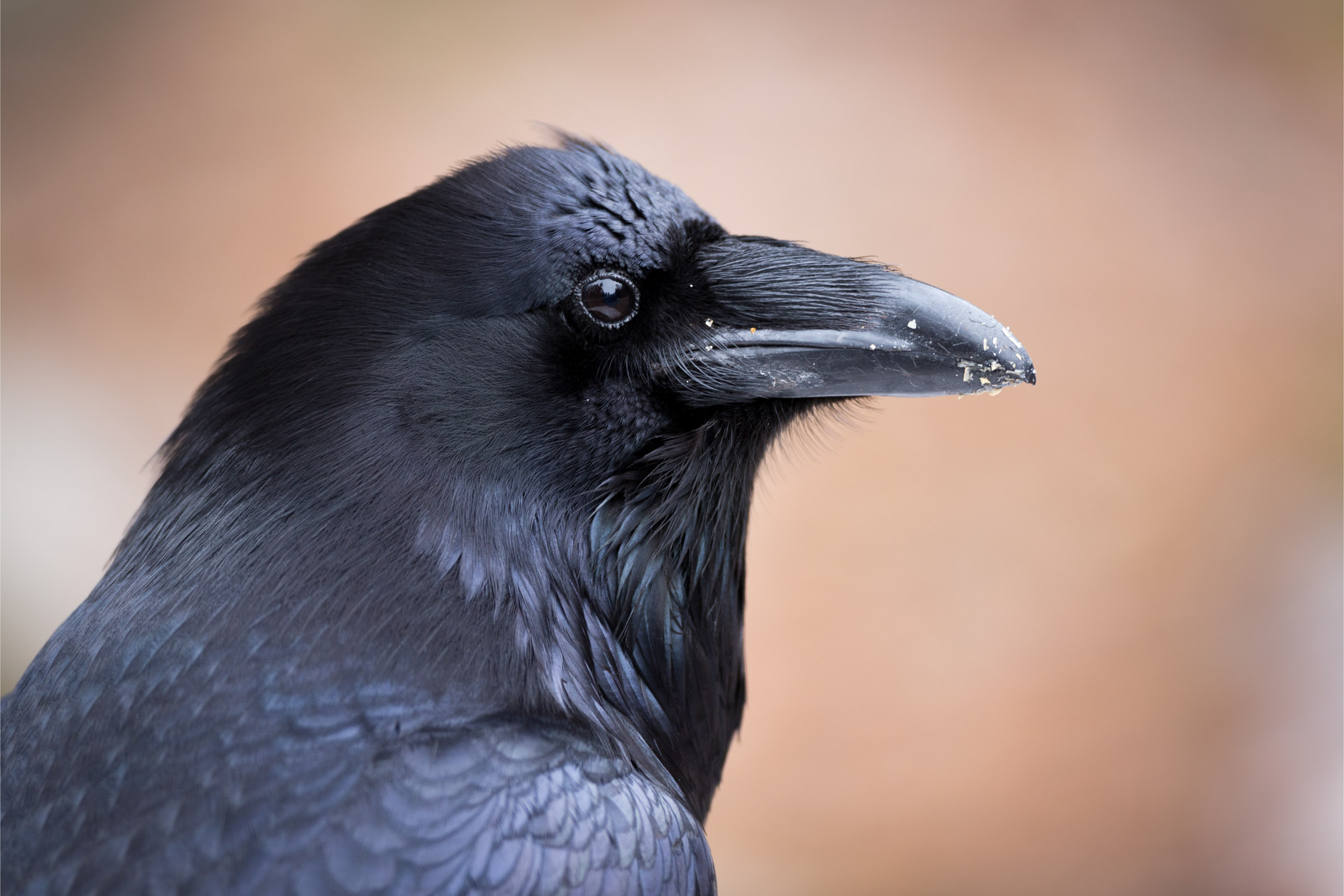 CORVID